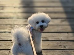 -翊宠yipet猫狗购宠庄园犬舍•猫舍