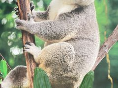 -广州长隆野生动物世界