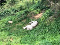 -云南野生动物园