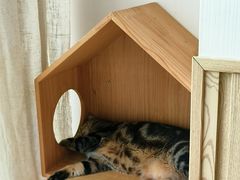 -Catmate·猫肥家润(金润铂宫店)