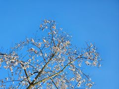 -重庆中央公园(渝北区)