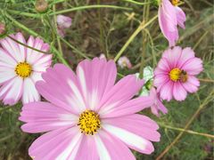 -武清南湖绿博园