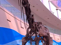 -陕西自然博物馆