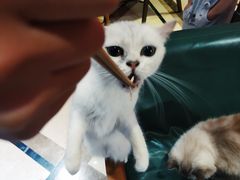 -猫色咖啡·猫咖