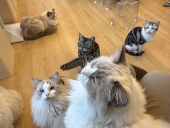 -有喵·猫咖·狗咖·30几只猫10只小狗(岗厦店)