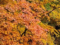 -天女山森林公园