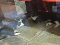-猫咪博物馆(顶澳仔猫街店)