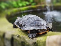 -野蔓果·山野菜(西湖景区·龙井茶田店)