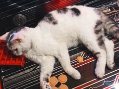 -AOE 火焰 剧本密室狼人杀