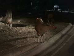 -清迈夜间动物园