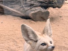 -深圳野生动物园