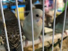 -万商花鸟市场