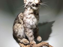 -陕西自然博物馆