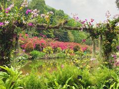 -深圳仙湖植物园