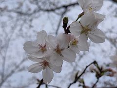 -顾村公园