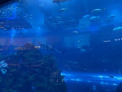 -迪拜水族馆及水下动物园