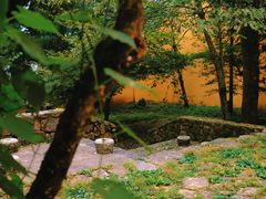 -天目山大树王景区