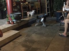 -百好乐宠物友好餐厅(朝外大街店)