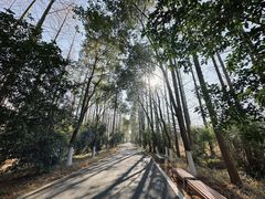 -东平国家森林公园