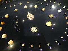 -青岛贝壳博物馆