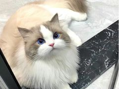 -瑞鹏·疫苗·绝育·宠物医院(金沙洲店)
