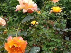 -人民公园(罗湖区)