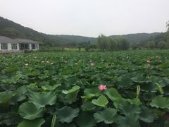 -龙寺生态园