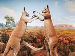 -陕西自然博物馆