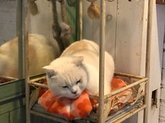 -猫咪博物馆(顶澳仔猫街店)