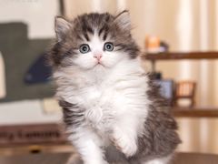 -小猫来了·猫舍(红山六九七九店)
