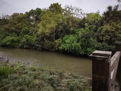 -上海海湾国家森林公园