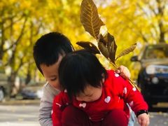 -三里屯东五街银杏大道