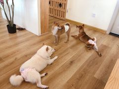 -柴犬小屋·柴餐厅·狗咖食堂(金鼎广场店)