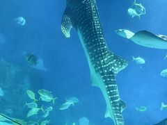 -烟台海昌鲸鲨海洋公园