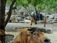 -北京野生动物园