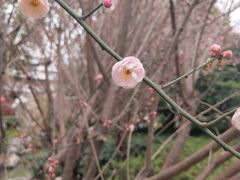 -上海皇廷花园酒店·御宴中餐厅