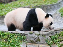 -卧龙中华大熊猫苑神树坪基地