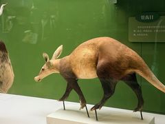 -国家自然博物馆