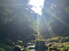 -中国大熊猫保护研究中心雅安碧峰峡基地