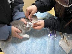 -格蕾宠物医院24H·猫科·肿瘤科·骨科中心(福州总院)