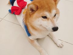 -怪兽屋·羊驼·猫咖·狗咖(俊华广场店)