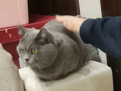 -逗柴咖啡屋·狗咖猫咖宠物桌游
