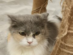 -楼上猫咖(罗湖店)