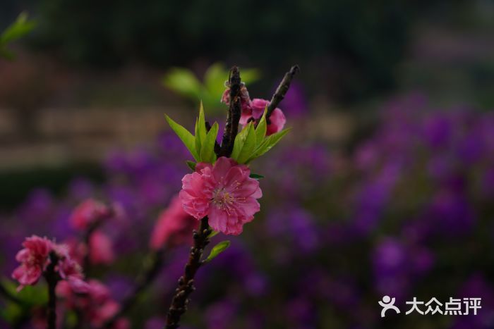 南国桃园旅游度假区图片