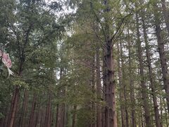 -日照海滨国家森林公园