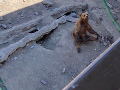 -新疆天山野生动物园