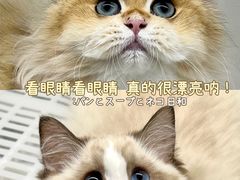 -lincat·猫舍(广州店)