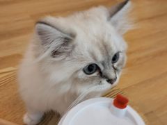 -猫咪派对(江南西店)