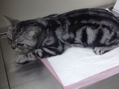 -康乐宝动物医院