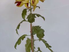 -杭州植物园
